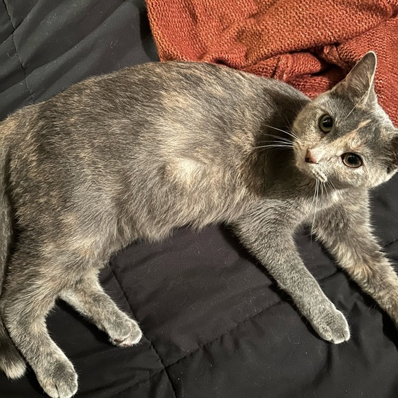 🖤•Closet Info•🖤 - Picture 2 of 5